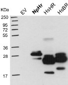 NpHR | Halorhodopsin  in the group Antibodies Other Species / Bacteria at Agrisera AB (Antibodies for research) (AS12 1851)